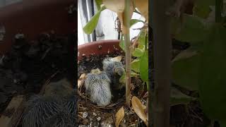 pigeon chicks in our balcony