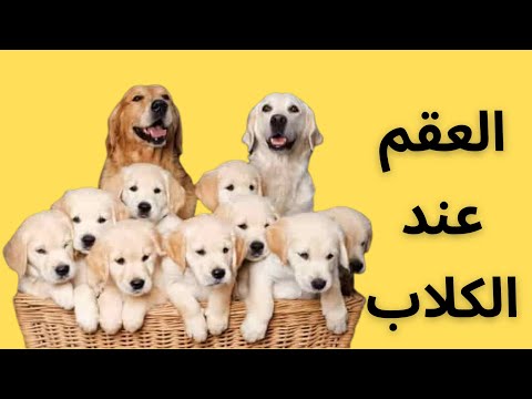 فيديو: العقم عند إناث الكلاب
