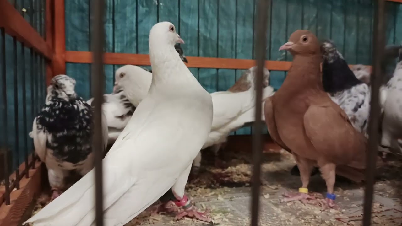 18.01.26 ЯРМАРКА ГОЛУБЕЙ. МОСКВА. ЦСКА