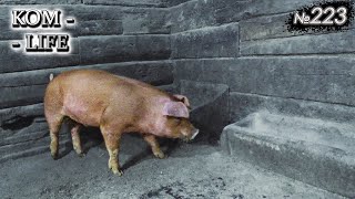 видео: Новый ХРЯК - замена  картинка: Новый ХРЯК - замена