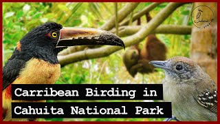 Birding in Costa Rica's Caribbean Coast | Cahuita National Park