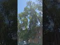 BIG ELM TREE TIME ELMO SESAME STREET 🛑#tree #asmr #tool #skill #mytree