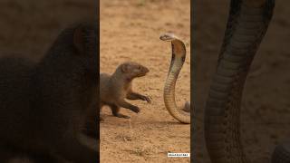 Saanp Vs Nevla ⚔️ Jungle Ki Sabse Dangerous Fight Resimi