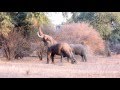 Elephant stretching. Elefante estirándose.