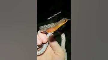 Anh em của rắn Hổ Lửa | @thegioiran