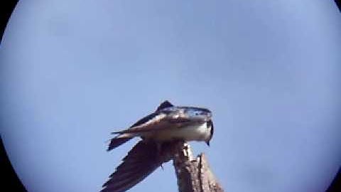 Tree Swallow preening