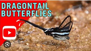 Dragontail Butterfly by Hidden Skills 18 views 9 months ago 1 minute, 28 seconds