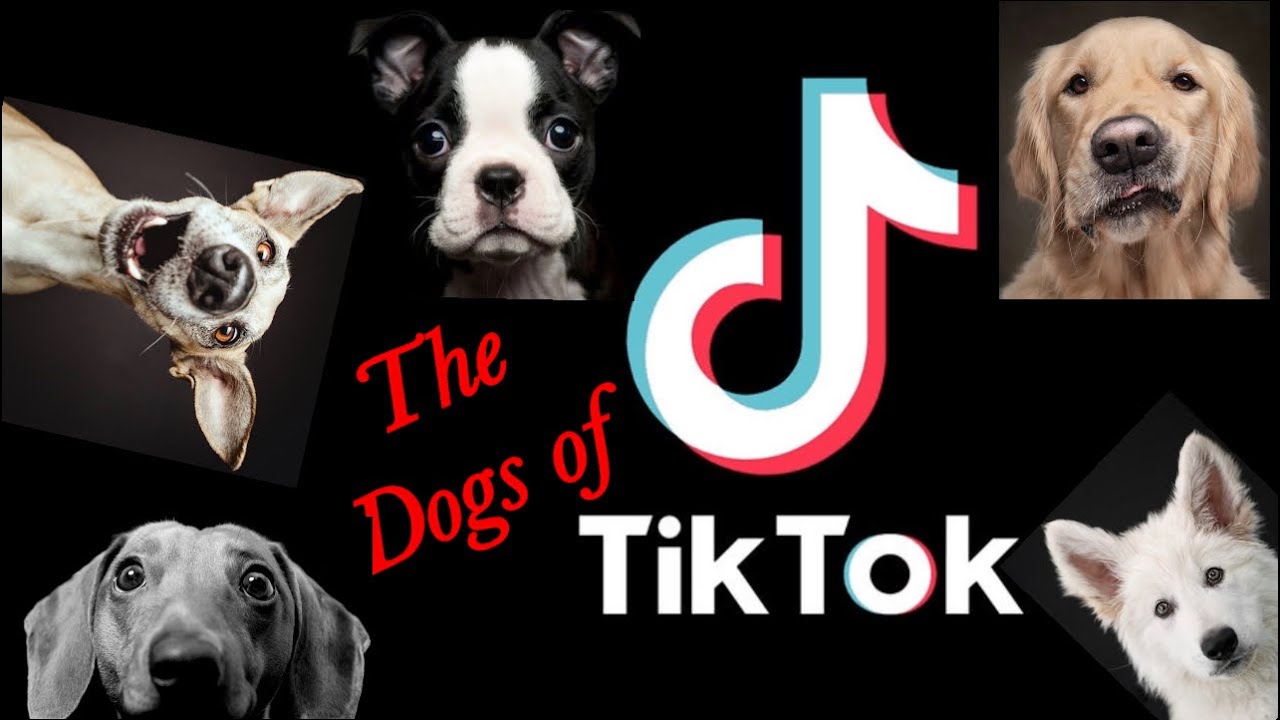 Funny Dogs on TikTok! *compilation* 
