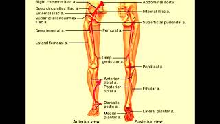 USMLE Practice Questions and Answers #31 I Anatomy