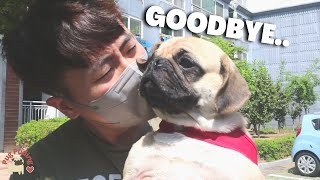 Full SAYING GOODBYE TO OUR PUG News