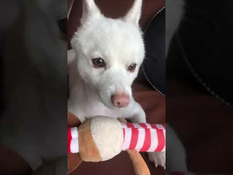アンパンマン