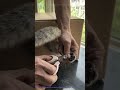 Genius Cat Nail Trim Hack (No More Fights!)