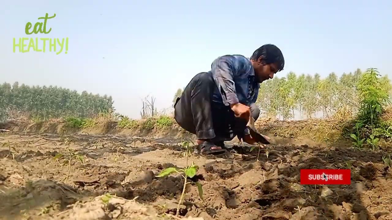 Weeding the chilli plants 🌶️🌶️