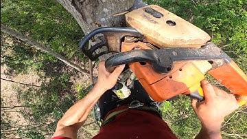 🇻🇳cưa cây trên cao và những nguy hiểm không thể lường trước được