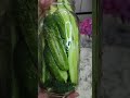Dill Pickles with a kick! #foodpreservation #pickles #homemadepickles #dillpickles #gardening