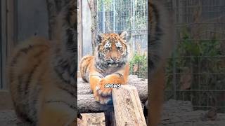 XL Punch a Tiger's Head? It Won't Care 🐯#animals #shortfeed #funny #science #tiger