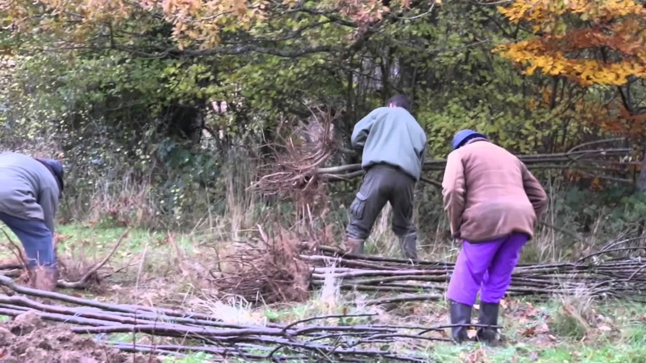Création d'un verger conservatoire - site de l'ancien étang de la Fresnaye au sauvage