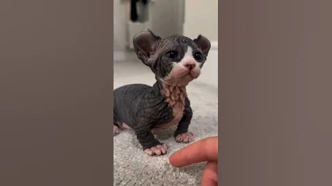 Video 10916191: sphynx hairless cat, beautiful sphynx cat, eyed sphynx cat, beautiful kitty, cats catch
