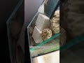 給藍環章魚蓋扣的很到位,竟然又跑了,這下我徹底慌了別躲貓貓了,我求你啦!#shorts #funny #搞笑 #搞笑视频 #pets #大熱門 #animals