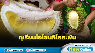 ชวนชิมทุเรียนโอโซน กก.ละพันหนึ่งเดียวของชัยภูมิ