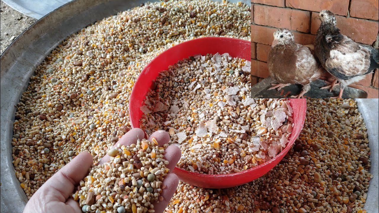 لو عايزه الحمام ينتج طول السنه زغاليل بأوزان عاليه اعملى كلفه الحمام دى