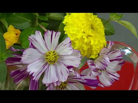 Videó: Milyen Virágok Szükségesek A 