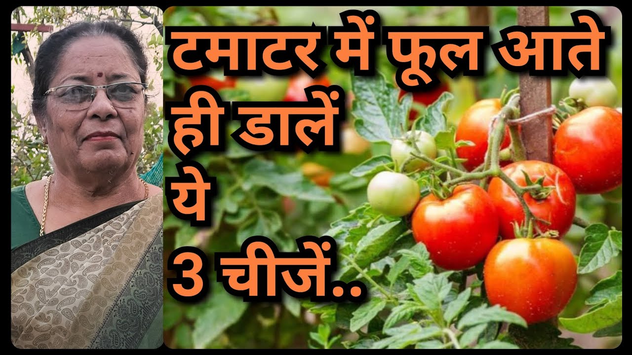 टमाटर में फूल आते ही डालें ये 3 चीजें 🍅 फल से लद जाएगा पौधा!