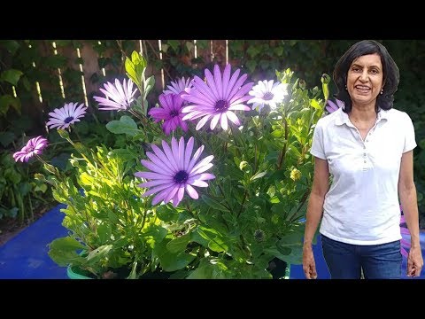 Video: Rritja e Osteospermum nga farat në shtëpi