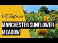 The sunflower meadow at Dunham Massey Ice Cream Farm in Greater Manchester