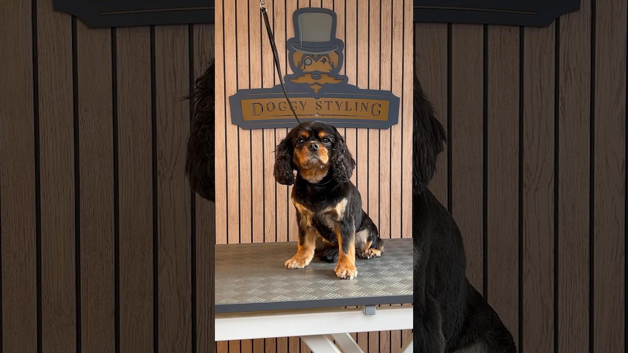 Doggy Daily Episode 469: Megan the Cavalier 🐾  