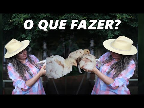 Vídeo: O Que Fazer Se Os Frangos Estiverem Crescendo Lentamente