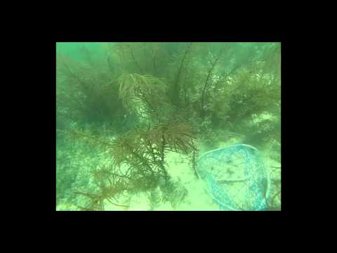 Flounder Netting in FL