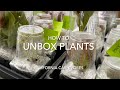 How to unpack plants from california carnivores