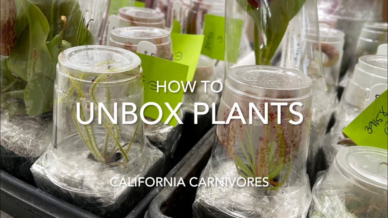 Как распаковать растения из Калифорнии