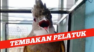 CUCAK JENGGOT GACOR NEMBAK ISIAN PELATUK