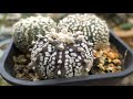 Astrophytum Asterias Cactus Reviews - Asterias Super KABUTO Hybrids