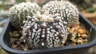 Astrophytum Asterias Cactus Reviews - Asterias Super KABUTO Hybrids