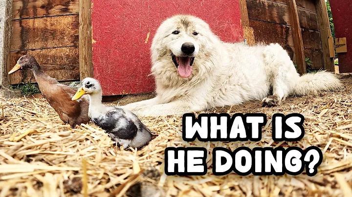 The Secret Lives of Farm Animals thumbnail