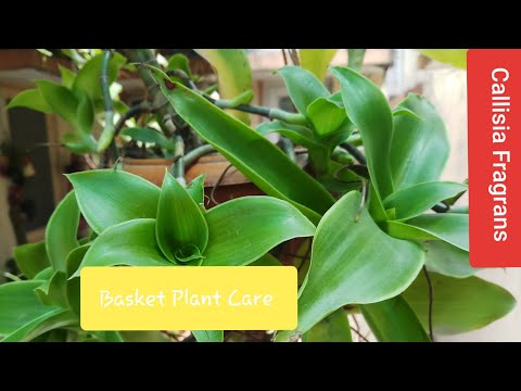 02.How To Grow and Care Callisia Fragrans /Basket Plant/Chain Plant/Octopus Plant