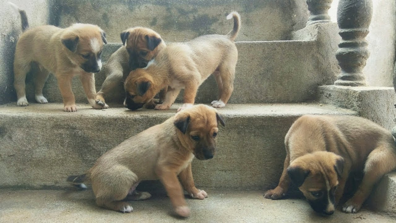 kombai puppy