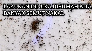 CARA MENGUSIR SEMUT GATAL DAN NAKAL DI RUMAH KITA