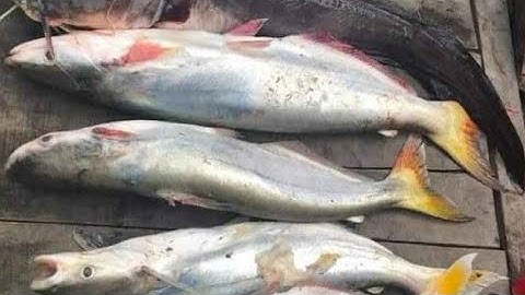 Câu cá bông lau ở gò Công Tây Tiền Giang 9/3/2020