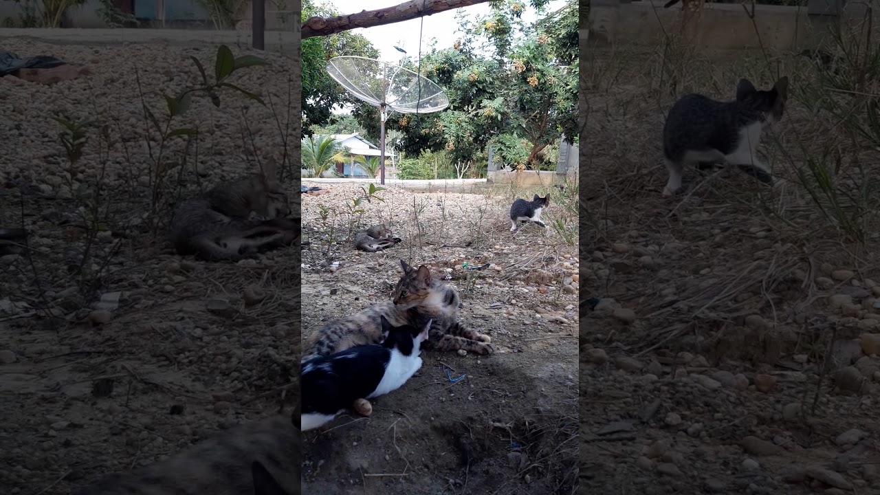 Induk dan anak kucing