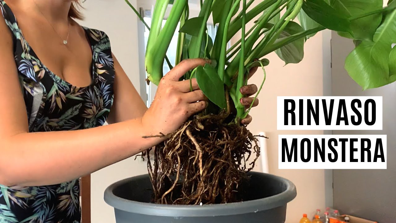 Rinvaso la mia MONSTERA (terriccio, tutore,...), ce la far?