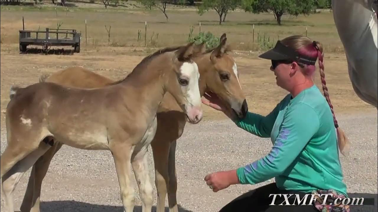The Equine Twins At 6 Weeks Having Fun Better Quality Video Horse the-equine-twins-at-6-weeks-having-fun-better-quality-video-horse