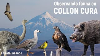 Estos animales vimos en el COLLON CURA