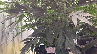 Mango Runtz and 505 Head Banger Day 41 - Mephisto Genetics Testers