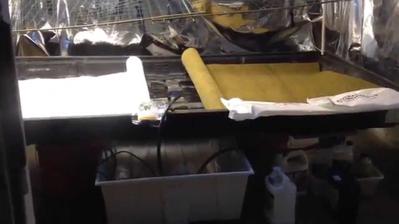 Sure to Grow vs Coca Mat ep1-6 side by side root comparison