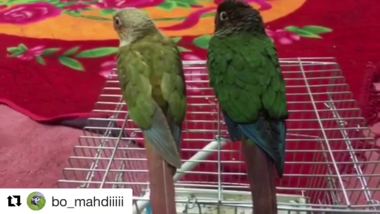 طريقة تدريب الطيور | طريقة تنظيم الاكل وتدريب الطيور