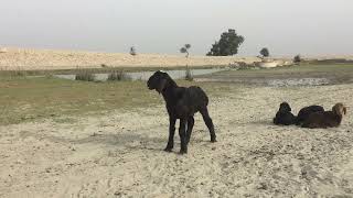 Sheep Sound Lamb Baa Baby Sheep Bleat